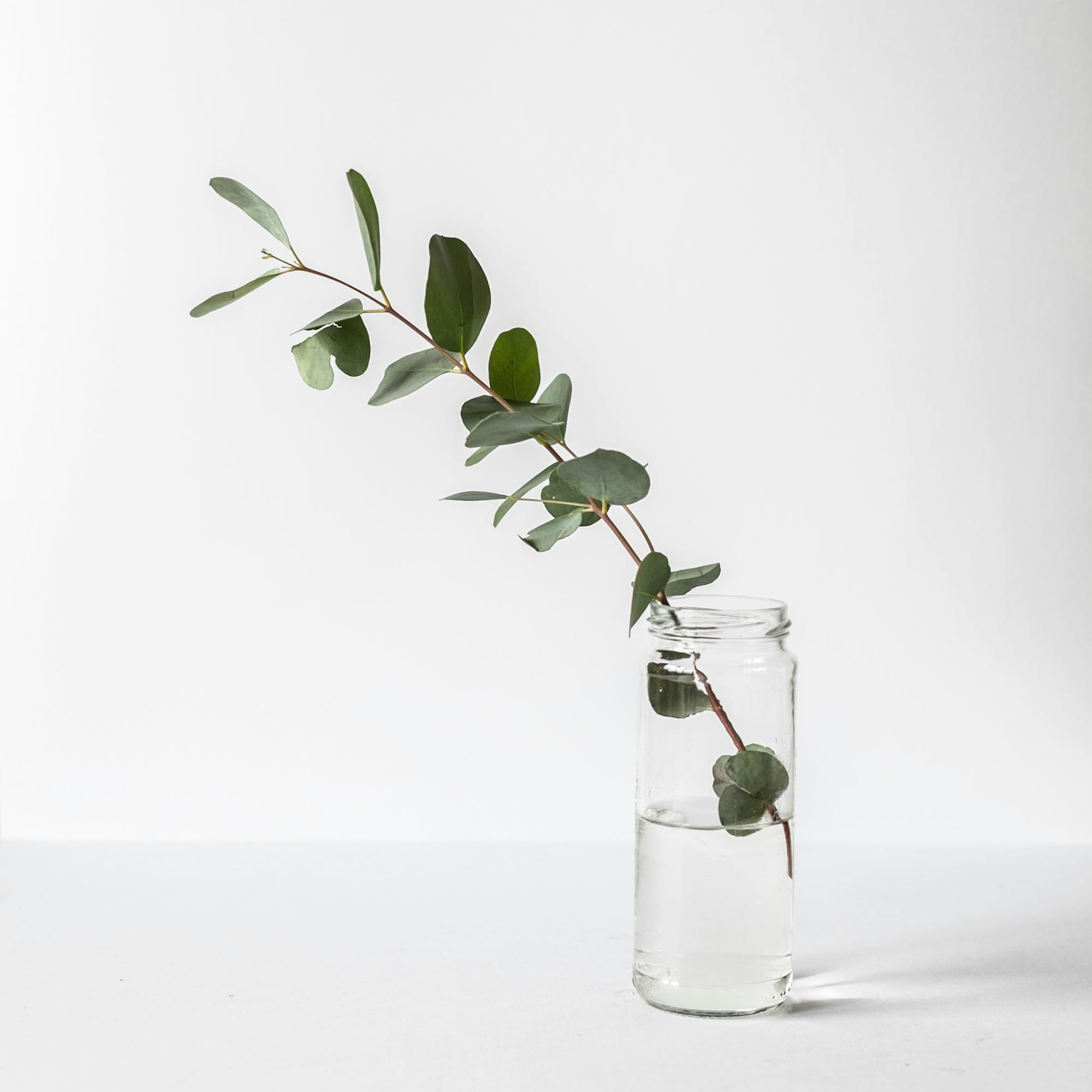 green leafed plant in glass jar