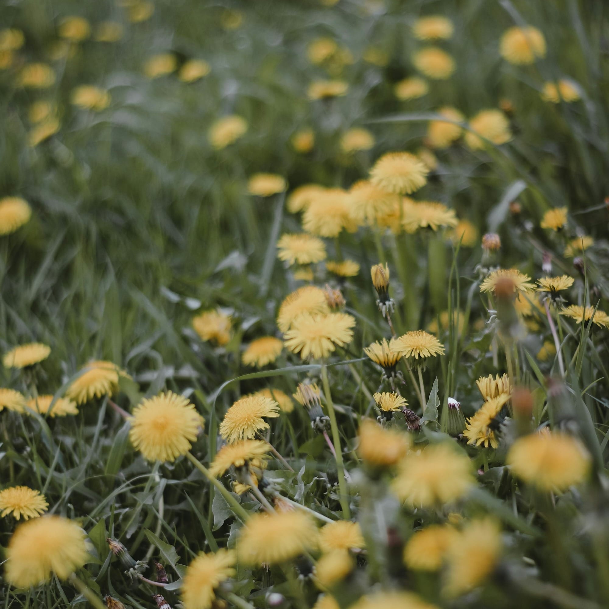 yellow flowers on green grass field during daytime